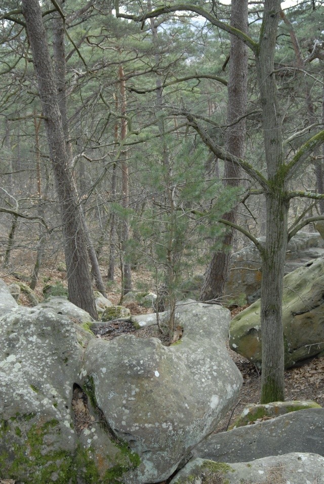 Croix du Calvaire, Fontainebleau _bob7018