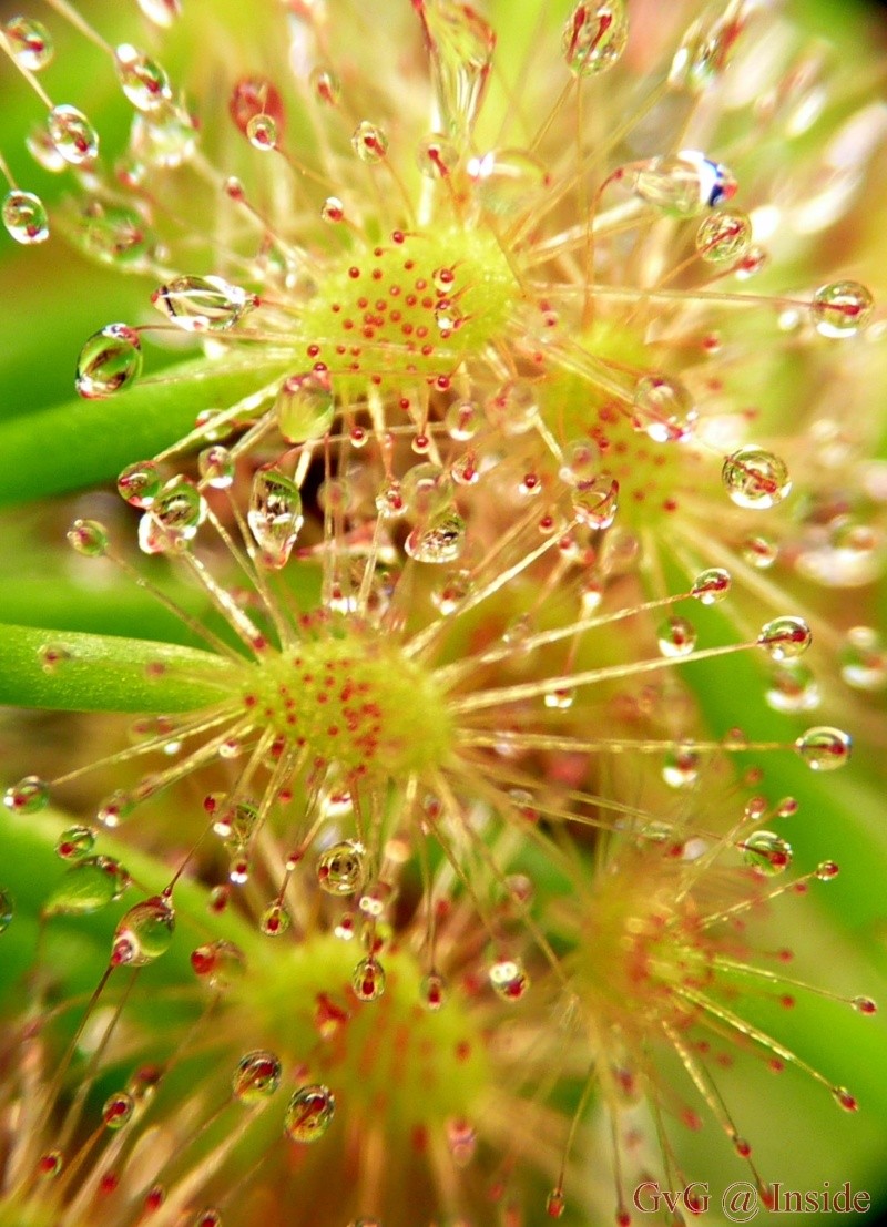 Drosera Enodes Giant Enodes11