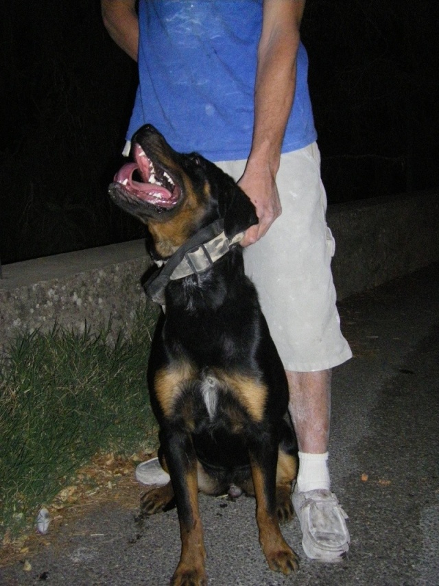 nikita x rott 10 mois Nikita14