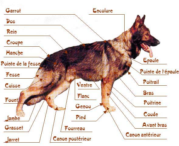 anatomie du chien Schema10