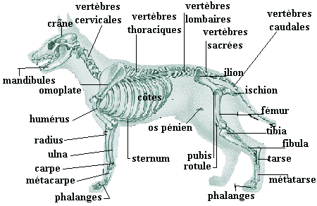 anatomie du chien Squele10