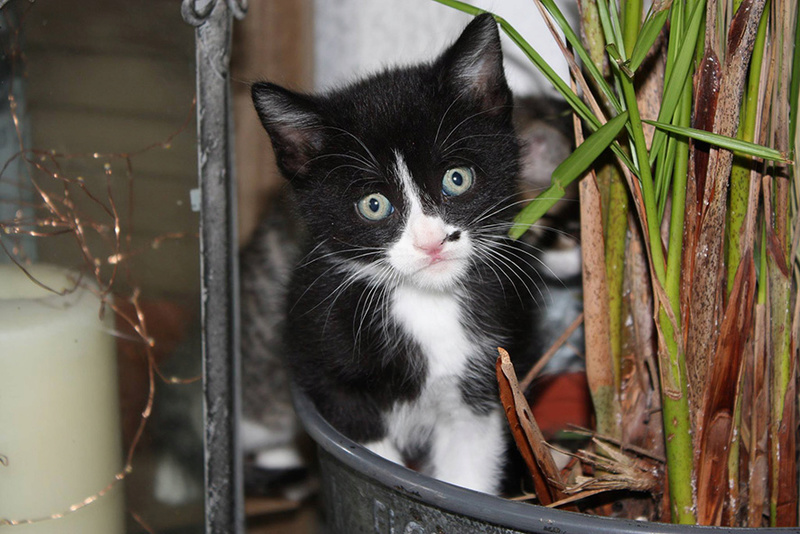 Félix renommé Tim- chaton noir et blanc- 2 mois- adopté avec Blanco Fylix10