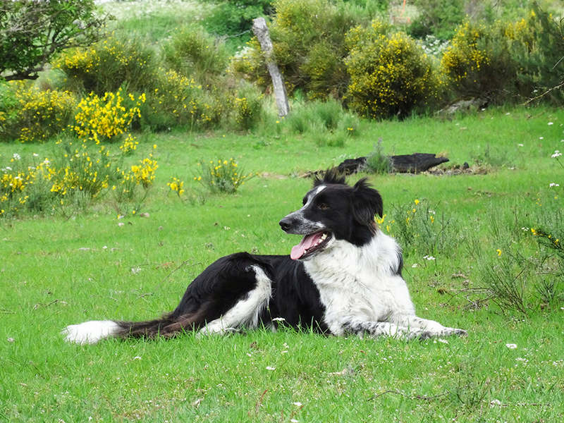 (48) - Look - Chiot croisé border de 6 mois - Câlin et joueur, adopté  par nous... - Page 2 Look10