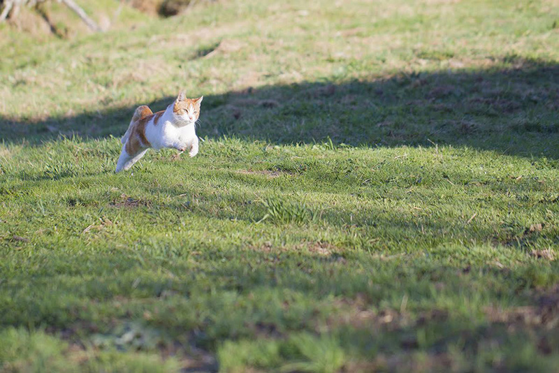 (48) - Merry - Chat mâle roux et blanc - Percuté par une voiture... Adopté ! Merry10