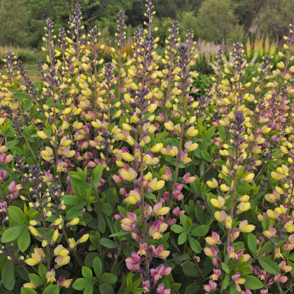 Baptisia Pink Lemonade Image79