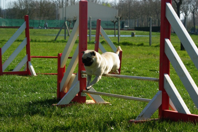 Mes carlins en agility :) Agilit12