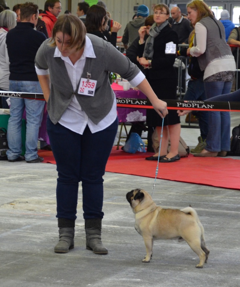 CACIB Tarbes 17 novembre 2013 - Page 2 Dsc_2710