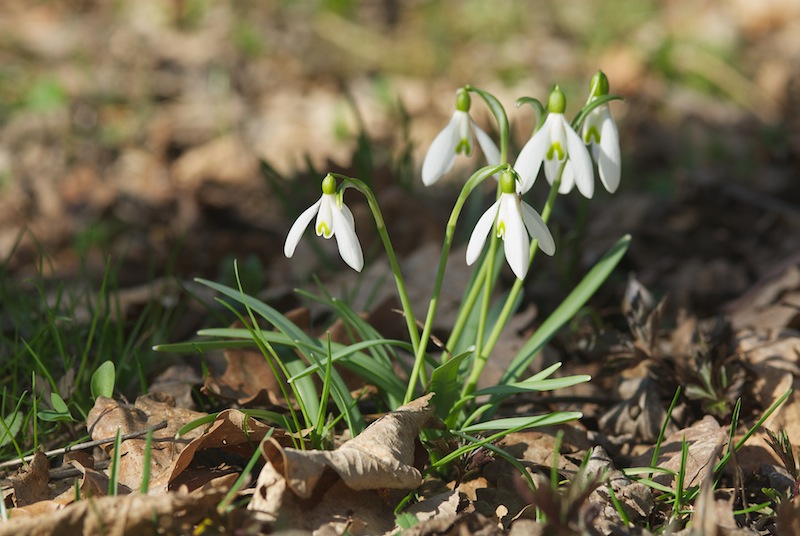 Quelques belles vernales du Jura suisse 20170311