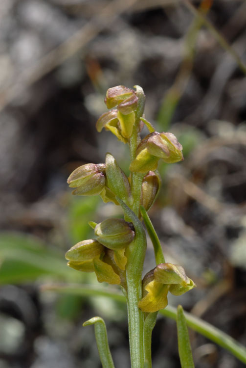 Chamorchis alpina  ( Orchis nain ) 8002510