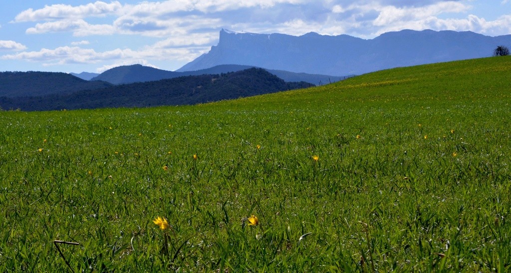 Les tulipes précoces de la Drôme Dsc_4322