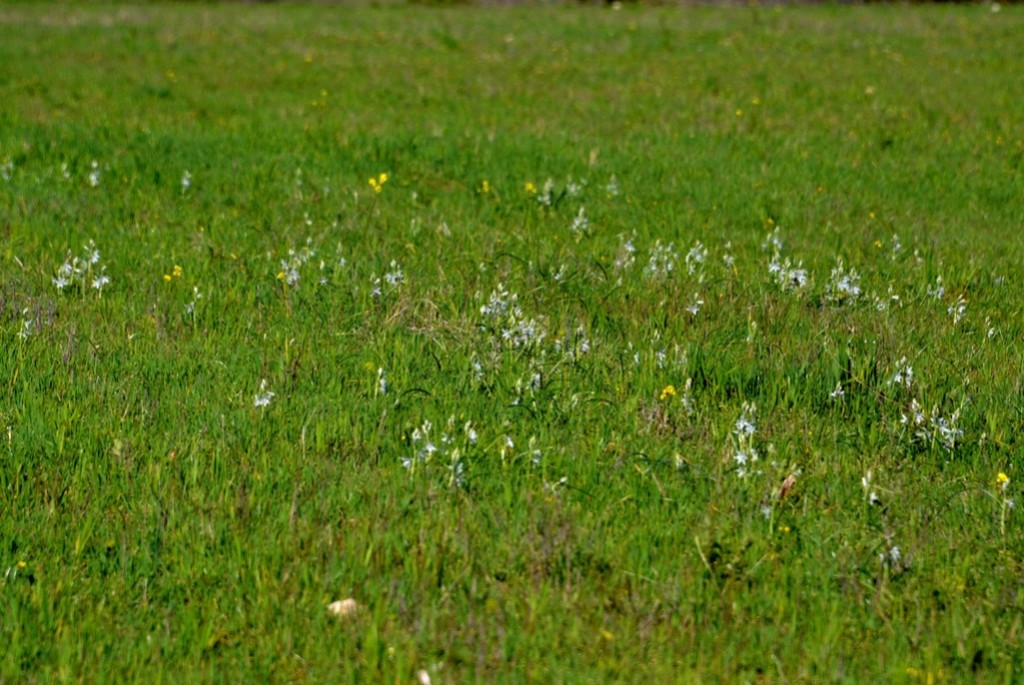 Les tulipes précoces de la Drôme Dsc_4329