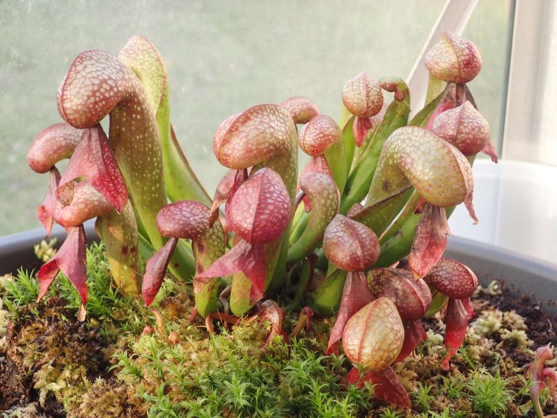 Darlingtonia californica 'red' - Page 4 110