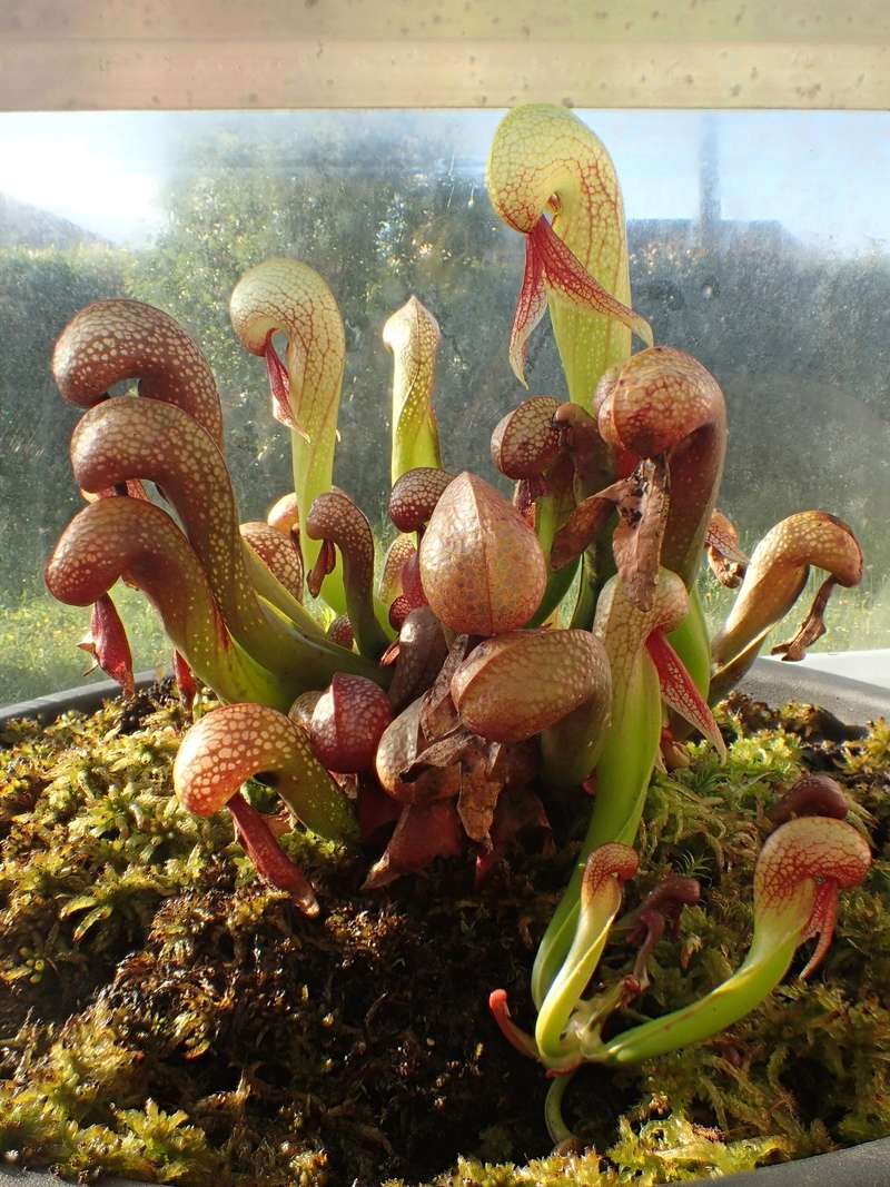 Darlingtonia 'mes protégés" 19_05_12