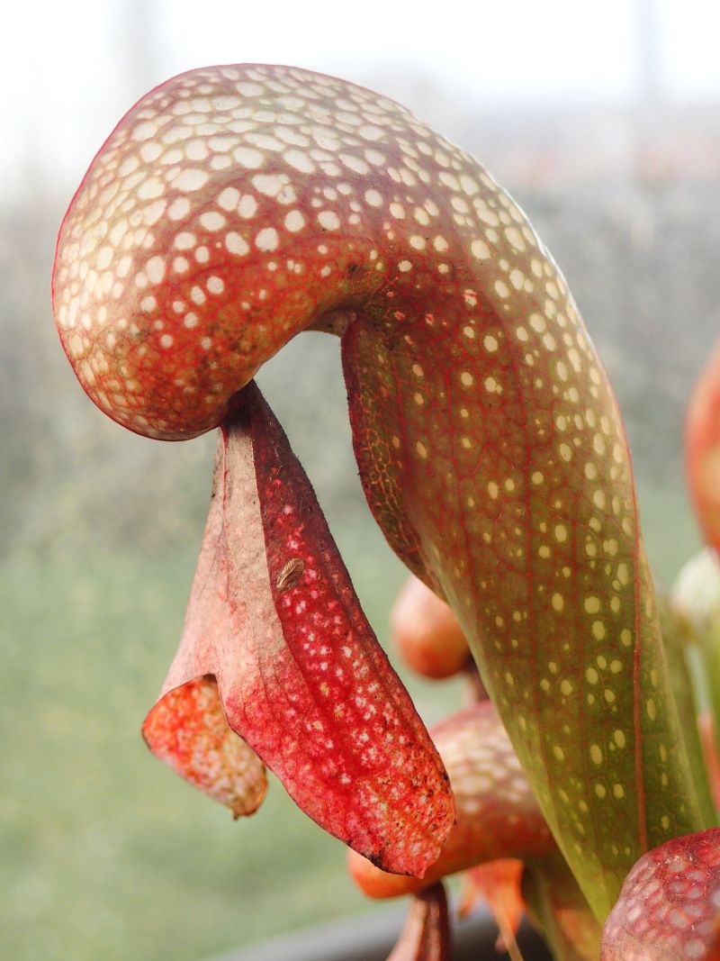 Darlingtonia californica 'red' - Page 4 210