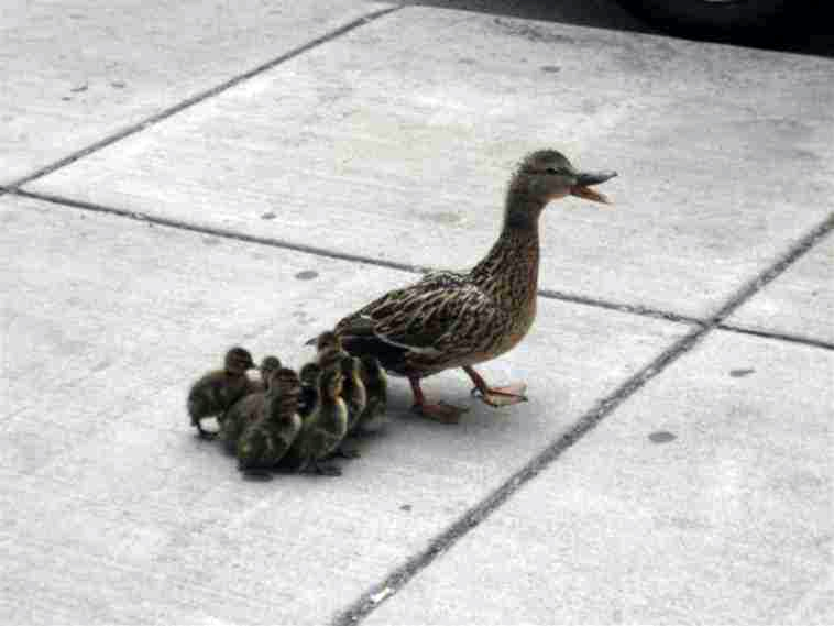 [oiseaux] Une belle histoire d'amour pour les oiseaux Canard15