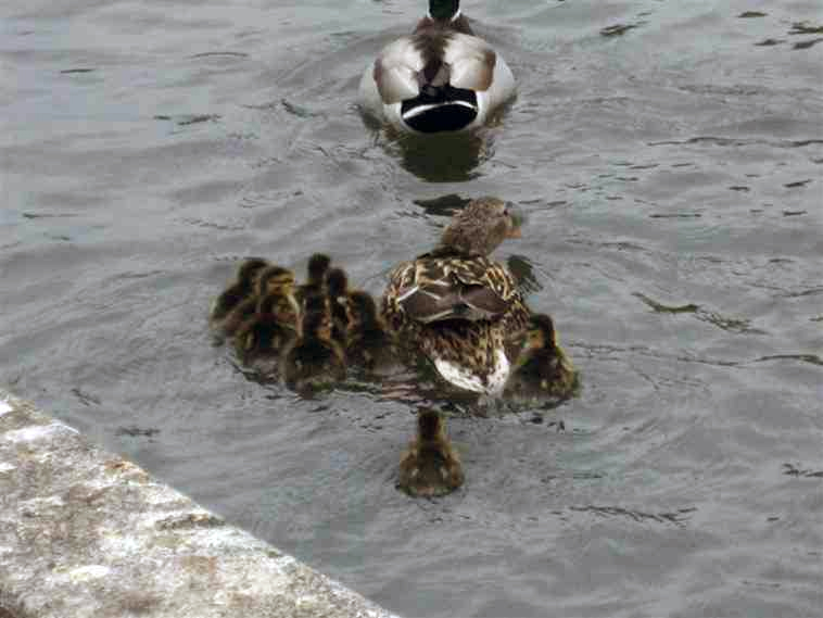 [oiseaux] Une belle histoire d'amour pour les oiseaux Canard19