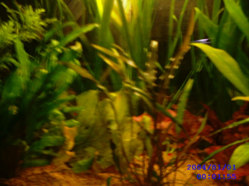 Aquarium 300l discus (nounours) Photo_11