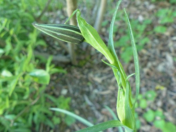 un grand escogriffe s'est invité dans mon  jardin! (ident.) Inconn12