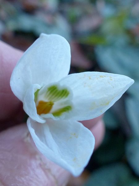 Perce-neige d'automne 2019 Rainbo11