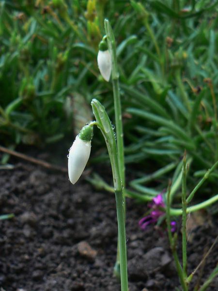 le 1er perce neige !!!! - Page 4 Regina11