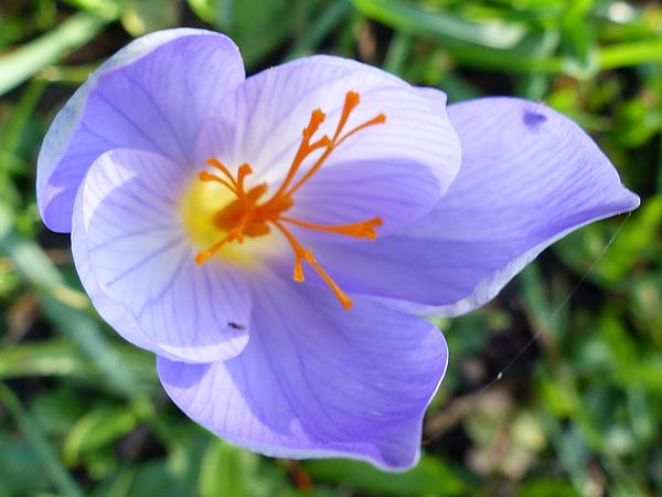 Crocus d'automne Specio10