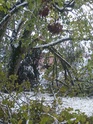 La chute de neige catastrophique du 14 novembre Catast13