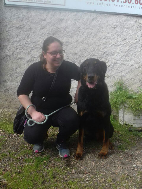 CARTOUCHE (Beauceron) Adopt_44