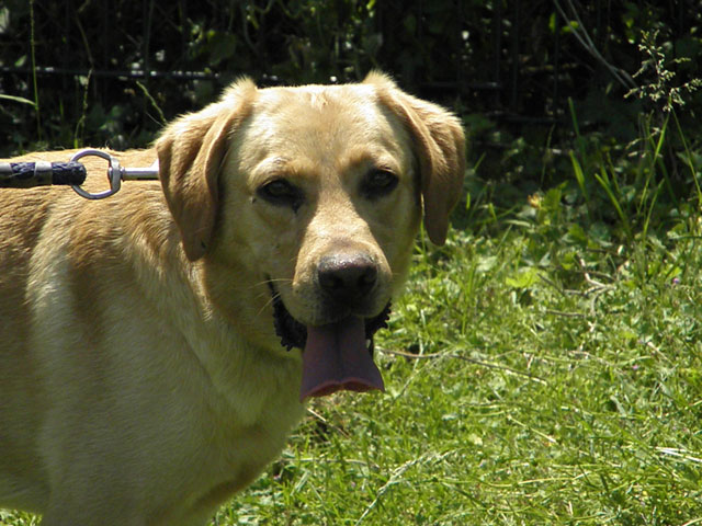 DIEGO (Labrador Sable) Diego110