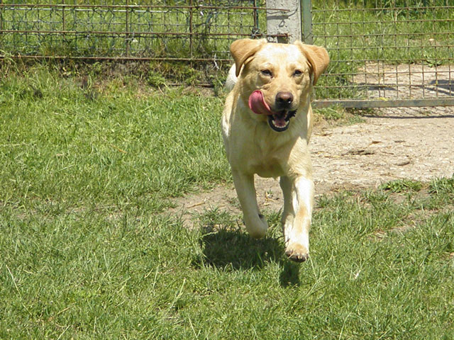 DIEGO (Labrador Sable) Diego610