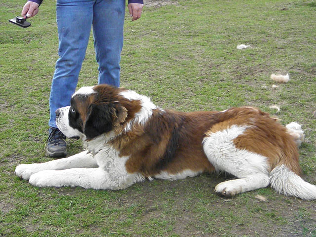 HOUPS (Saint Bernard) Houps110