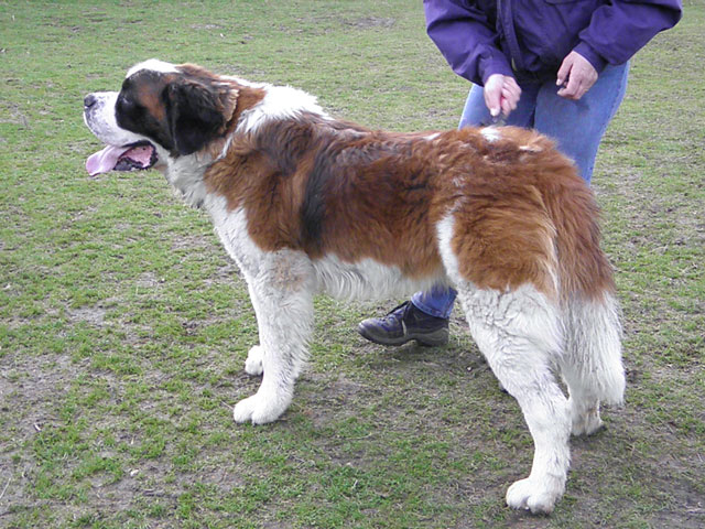 HOUPS (Saint Bernard) Houps210