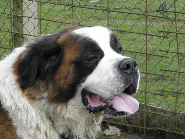 HOUPS (Saint Bernard) Houps510