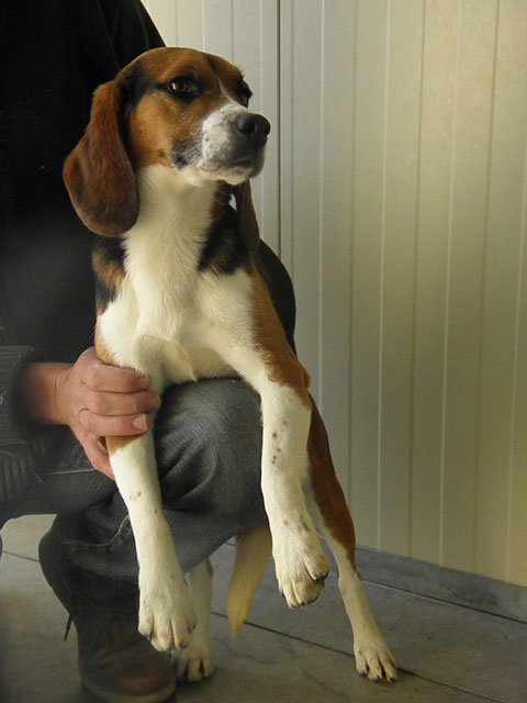 ROCK (Beagle) Rock110