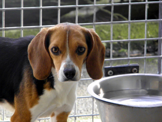 ROMY (Beagle) Romy110