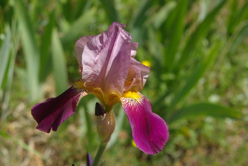 Les iris -culture, multiplication, entretien, variétés. - Page 4 Imgp7643