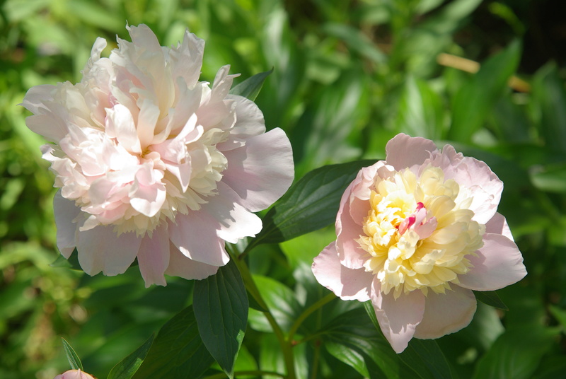 qui s'y connait en pivoine ? - Page 3 Imgp7668