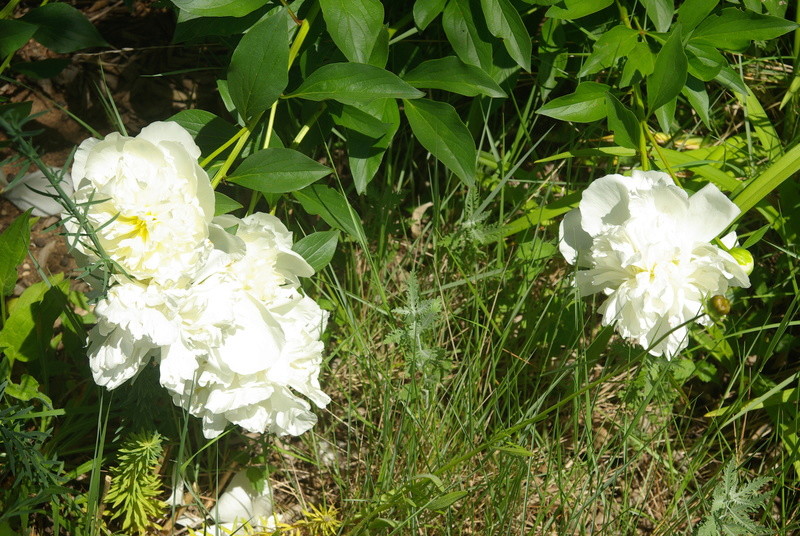 qui s'y connait en pivoine ? - Page 3 Imgp7669