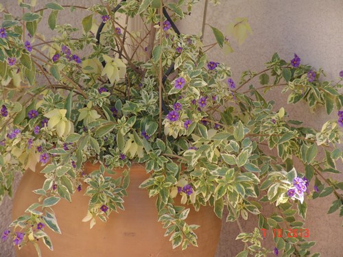 Solanum rantonnetii Dsc03211