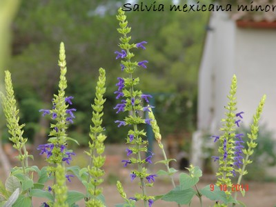 Salvia - les floraisons du moment- 2012- 2013 - Page 5 Dsc03218