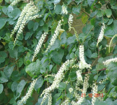 Anredera cordifolia (= Boussingaultia baselloides) - boussingaultie Dsc03314