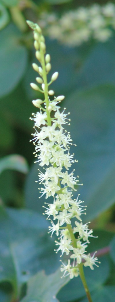 Anredera cordifolia (= Boussingaultia baselloides) - boussingaultie Dsc03317
