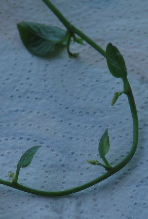 Anredera cordifolia (= Boussingaultia baselloides) - boussingaultie Dsc03319