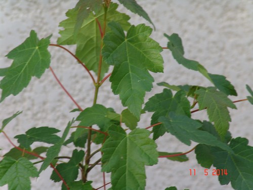 Acer pseudoplatanus et Acer sp.  [identifications non terminées] Dsc04022