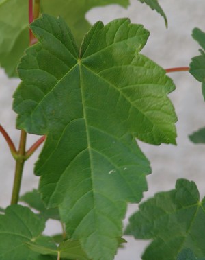 Acer pseudoplatanus et Acer sp.  [identifications non terminées] Dsc04024