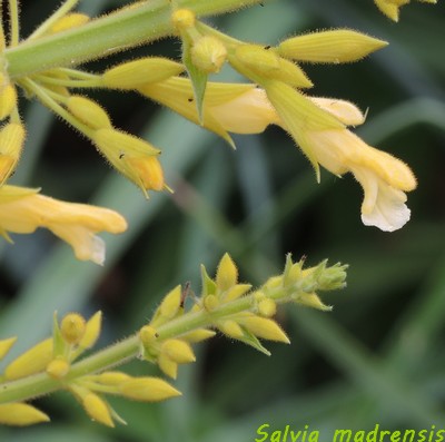 Salvia madrensis - sauge de la Sierra Madre Dscn6211