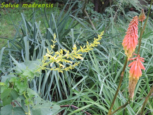 Salvia madrensis - sauge de la Sierra Madre Dscn6212