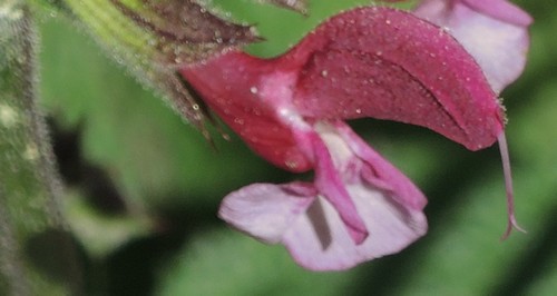 Salvia hierosolymitana Dscn6613