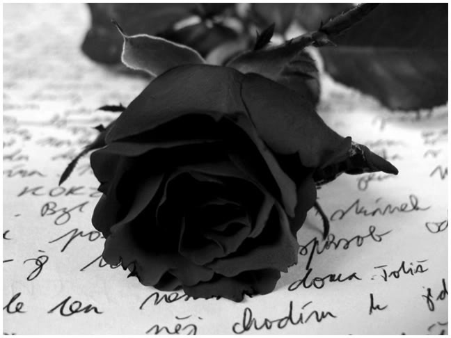 Black Rose Black-15