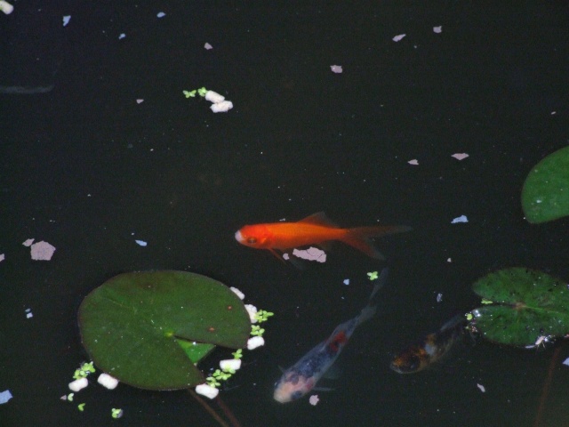 poissons de bassin 31_jui10
