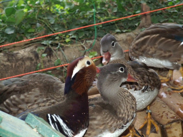 Des canards et canes mandarins Carcas11